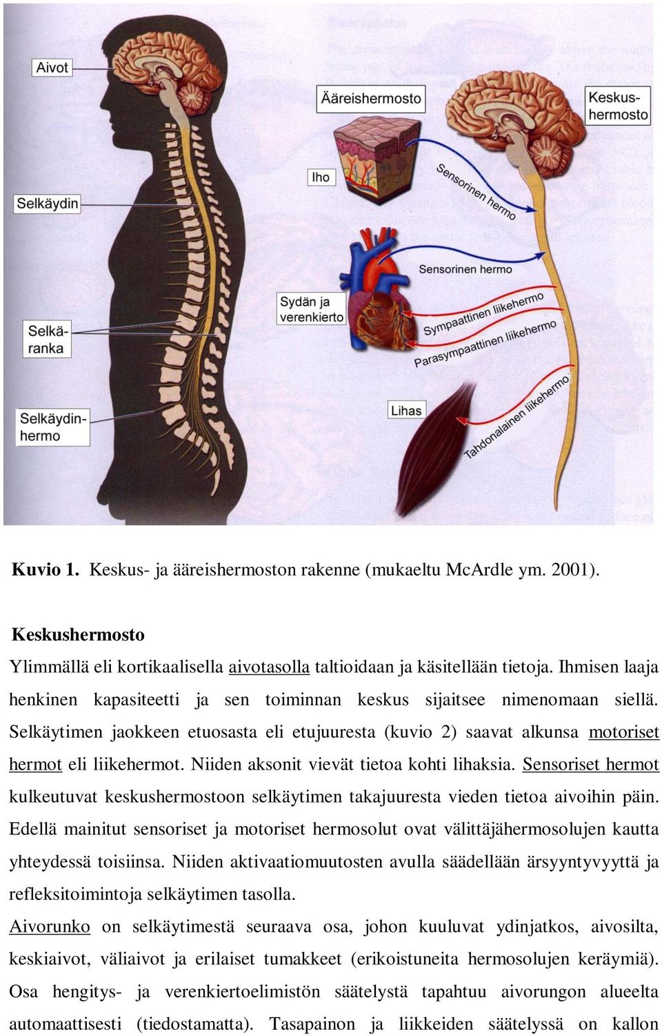 Niiden aksonit vievät tietoa kohti lihaksia. Sensoriset hermot kulkeutuvat keskushermostoon selkäytimen takajuuresta vieden tietoa aivoihin päin.