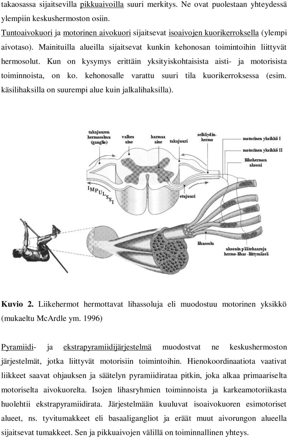 Kun on kysymys erittäin yksityiskohtaisista aisti- ja motorisista toiminnoista, on ko. kehonosalle varattu suuri tila kuorikerroksessa (esim. käsilihaksilla on suurempi alue kuin jalkalihaksilla).