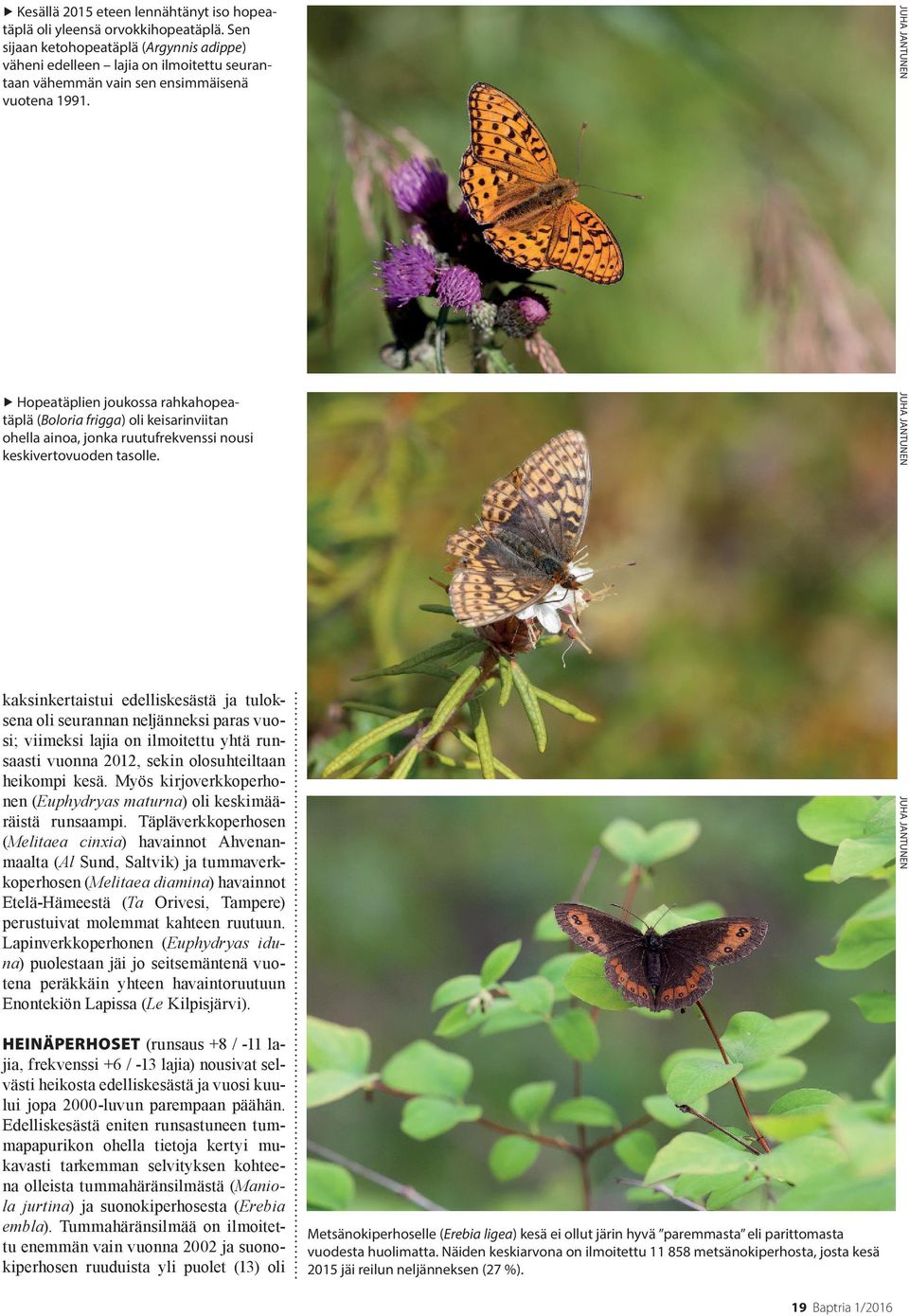 Hopeatäplien joukossa rahkahopeatäplä (Boloria frigga) oli keisarinviitan ohella ainoa, jonka ruutufrekvenssi nousi keskivertovuoden tasolle.