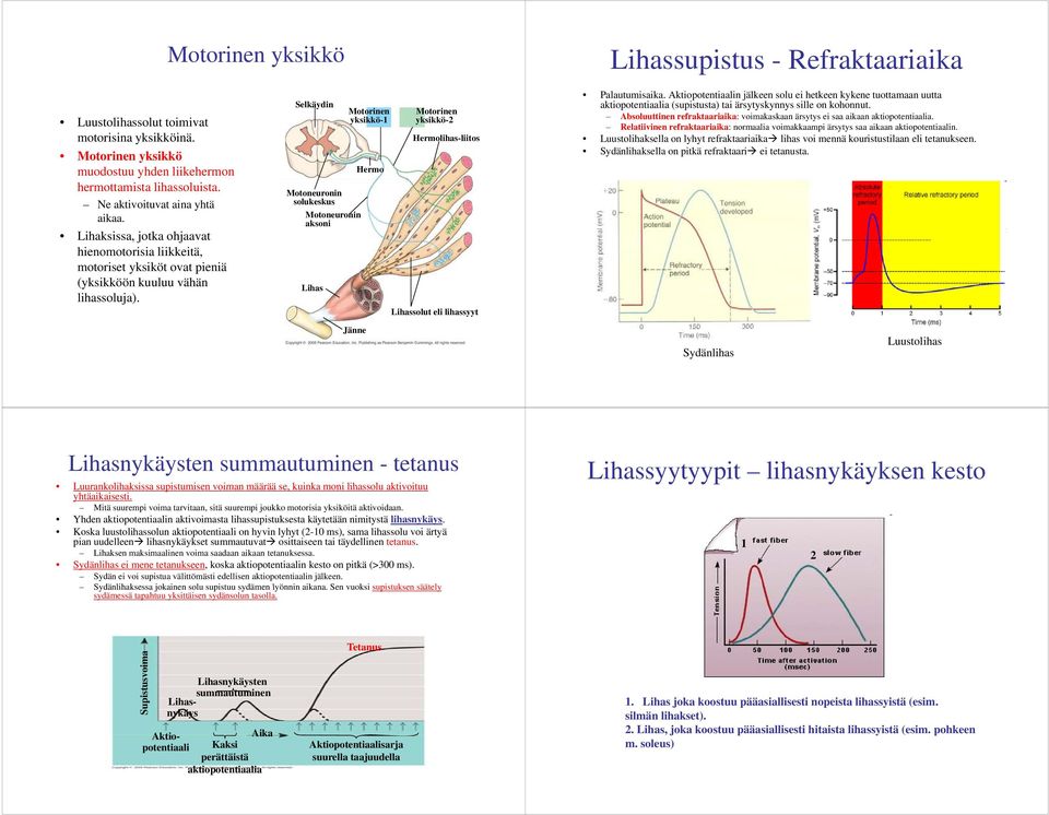 Motoneuronin solukeskus Motoneuronin aksoni Motorinen yksikkö-1 Hermo Motorinen yksikkö-2 Hermolihas-liitos Lihassolut eli lihassyyt Lihassupistus - Refraktaariaika Palautumisaika.