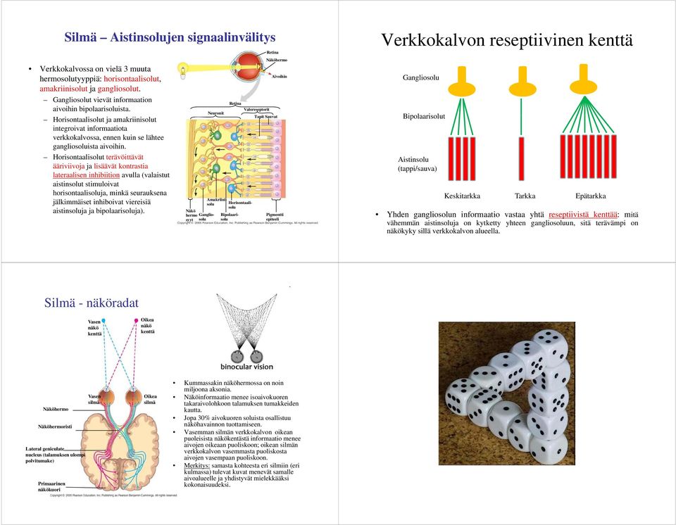 Horisontaalisolut terävöittävät ääriviivoja ja lisäävät kontrastia lateraalisen inhibiition avulla (valaistut aistinsolut stimuloivat horisontaalisoluja, minkä seurauksena jälkimmäiset inhiboivat
