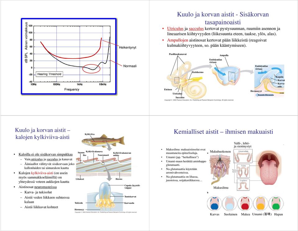 Puolikuukanavat Ampulla Normaali Eteishermo Endolymfan virtaus Endolymfan virtaus Eteinen Utriculus Sacculus Hermosyyt Ruumiin liikesuunta Kupula Karvat Karvasolu Kuulo ja korvan aistit kalojen