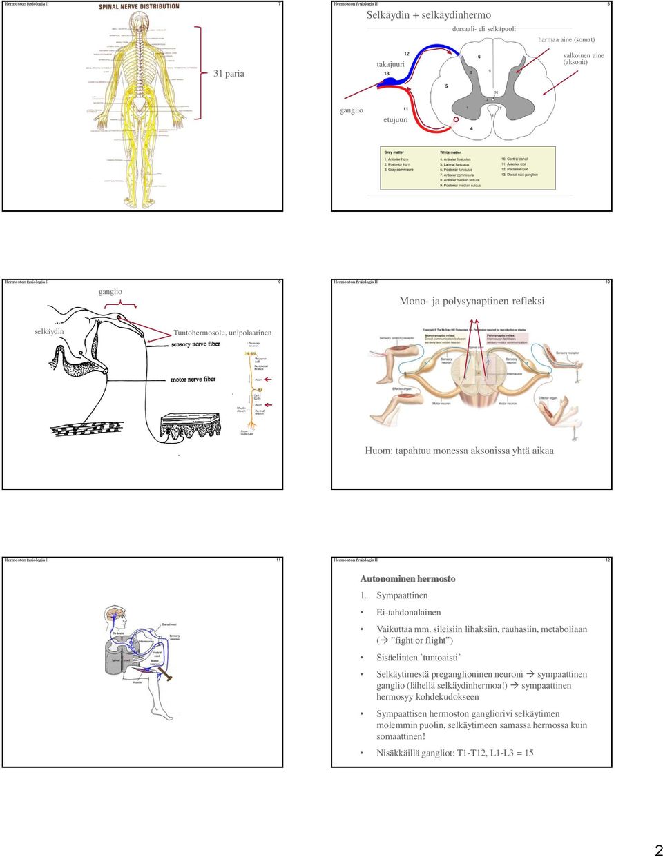 Hermoston fysiologia II 12 Autonominen hermosto 1. Sympaattinen Ei-tahdonalainen Vaikuttaa mm.