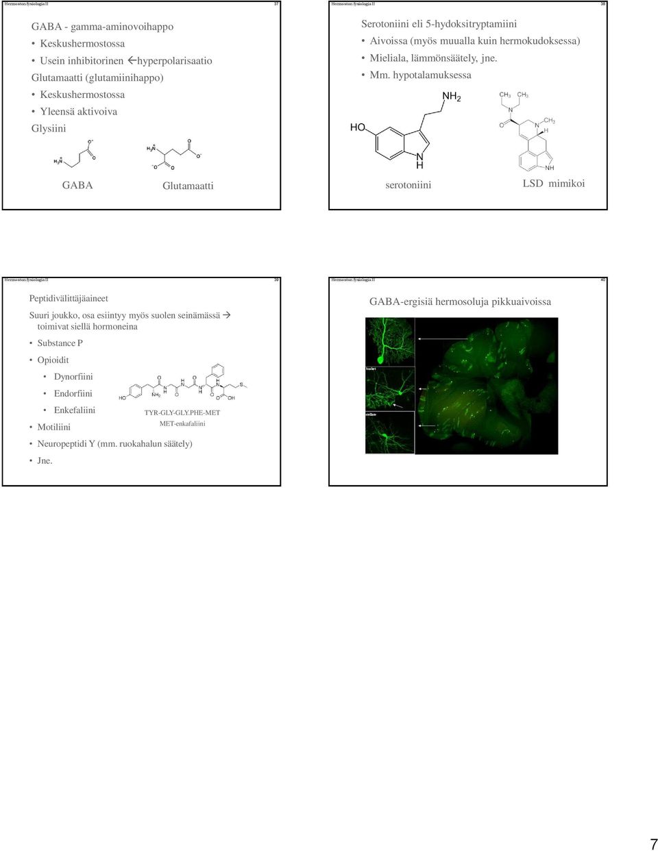 hypotalamuksessa GABA Glutamaatti serotoniini LSD mimikoi Hermoston fysiologia II 39 Hermoston fysiologia II 40 Peptidivälittäjäaineet Suuri joukko, osa esiintyy myös suolen