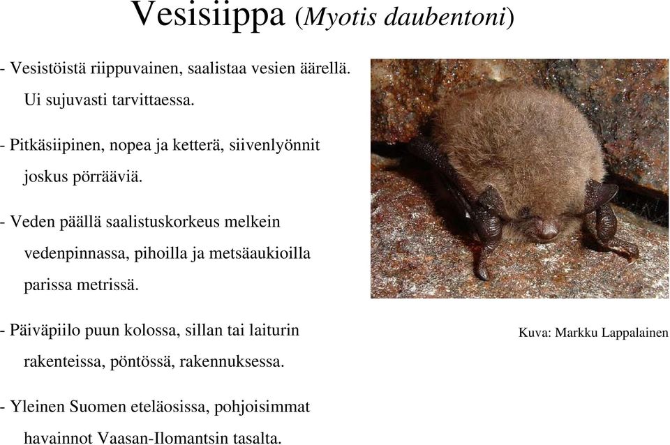 - Veden päällä saalistuskorkeus melkein vedenpinnassa, pihoilla ja metsäaukioilla parissa metrissä.