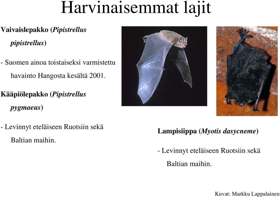 Kääpiölepakko (Pipistrellus pygmaeus) - Levinnyt eteläiseen Ruotsiin sekä Baltian
