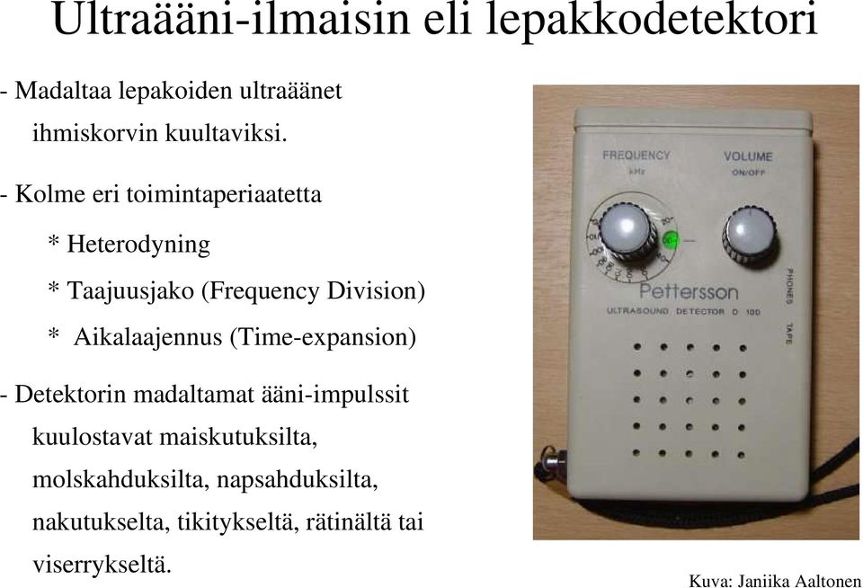 (Time-expansion) - Detektorin madaltamat ääni-impulssit kuulostavat maiskutuksilta,