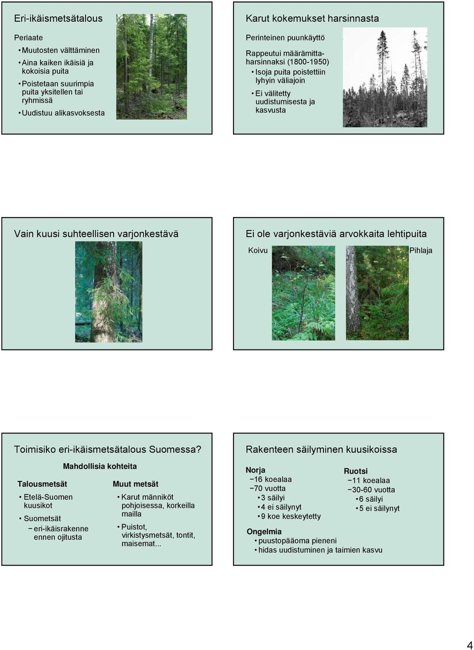 varjonkestäviä arvokkaita lehtipuita Koivu Pihlaja Toimisiko eri-ikäismetsätalous Suomessa?