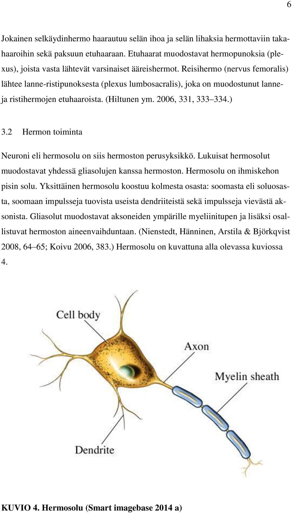 Reisihermo (nervus femoralis) lähtee lanne-ristipunoksesta (plexus lumbosacralis), joka on muodostunut lanneja ristihermojen etuhaaroista. (Hiltunen ym. 2006, 331, 333 334.) 3.