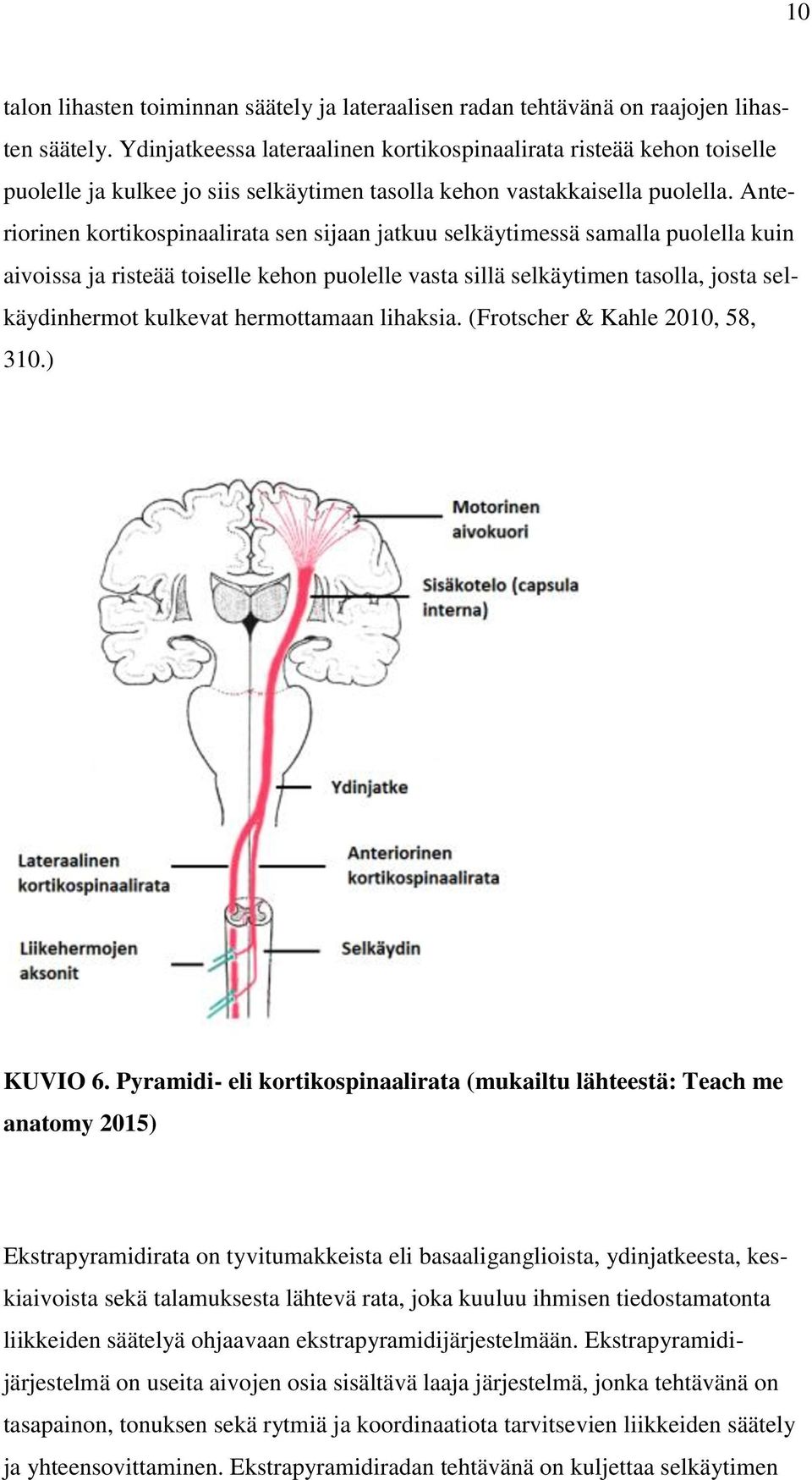 Anteriorinen kortikospinaalirata sen sijaan jatkuu selkäytimessä samalla puolella kuin aivoissa ja risteää toiselle kehon puolelle vasta sillä selkäytimen tasolla, josta selkäydinhermot kulkevat