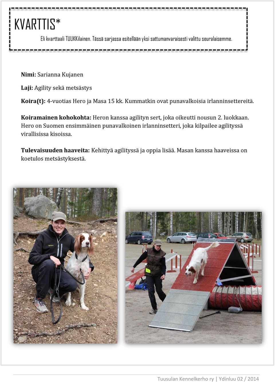 Kummatkin ovat punavalkoisia irlanninsettereitä. Koiramainen kohokohta: Heron kanssa agilityn sert, joka oikeutti nousun 2. luokkaan.