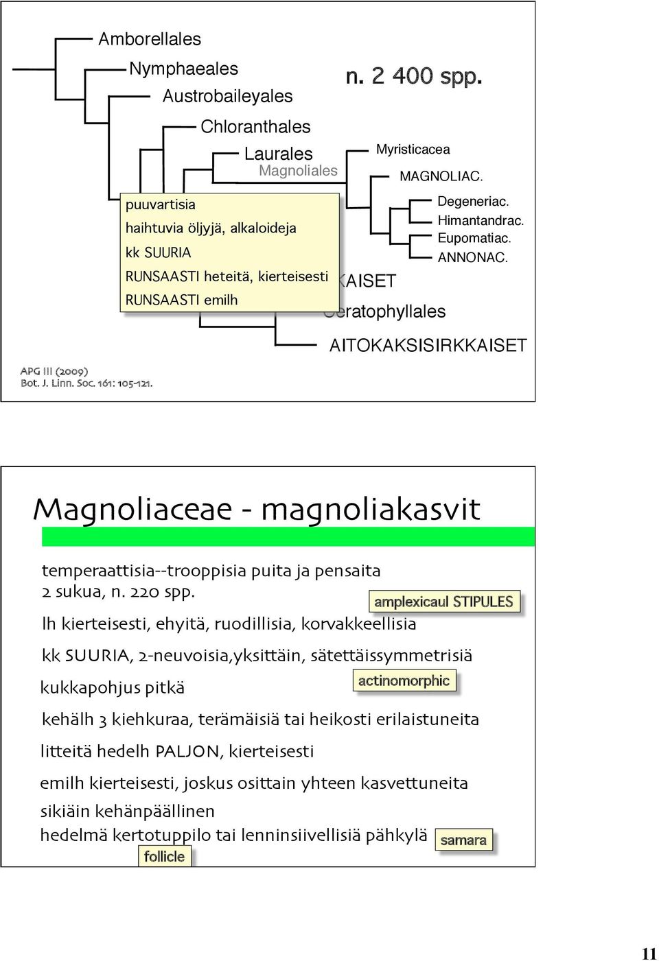 Magnoliaceae - magnoliakasvit temperaattisia--trooppisia puita ja pensaita 2 sukua, n. 220 spp.