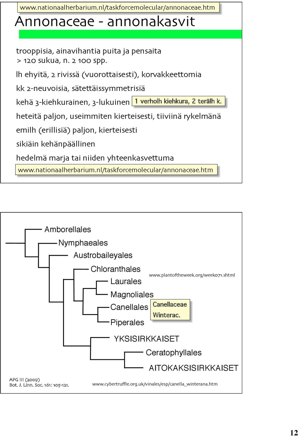 (erillisiä) paljon, kierteisesti sikiäin kehänpäällinen hedelmä marja tai niiden yhteenkasvettuma 1 verholh kiehkura, 2 terälh k.! www.nationaalherbarium.nl/taskforcemolecular/annonaceae.