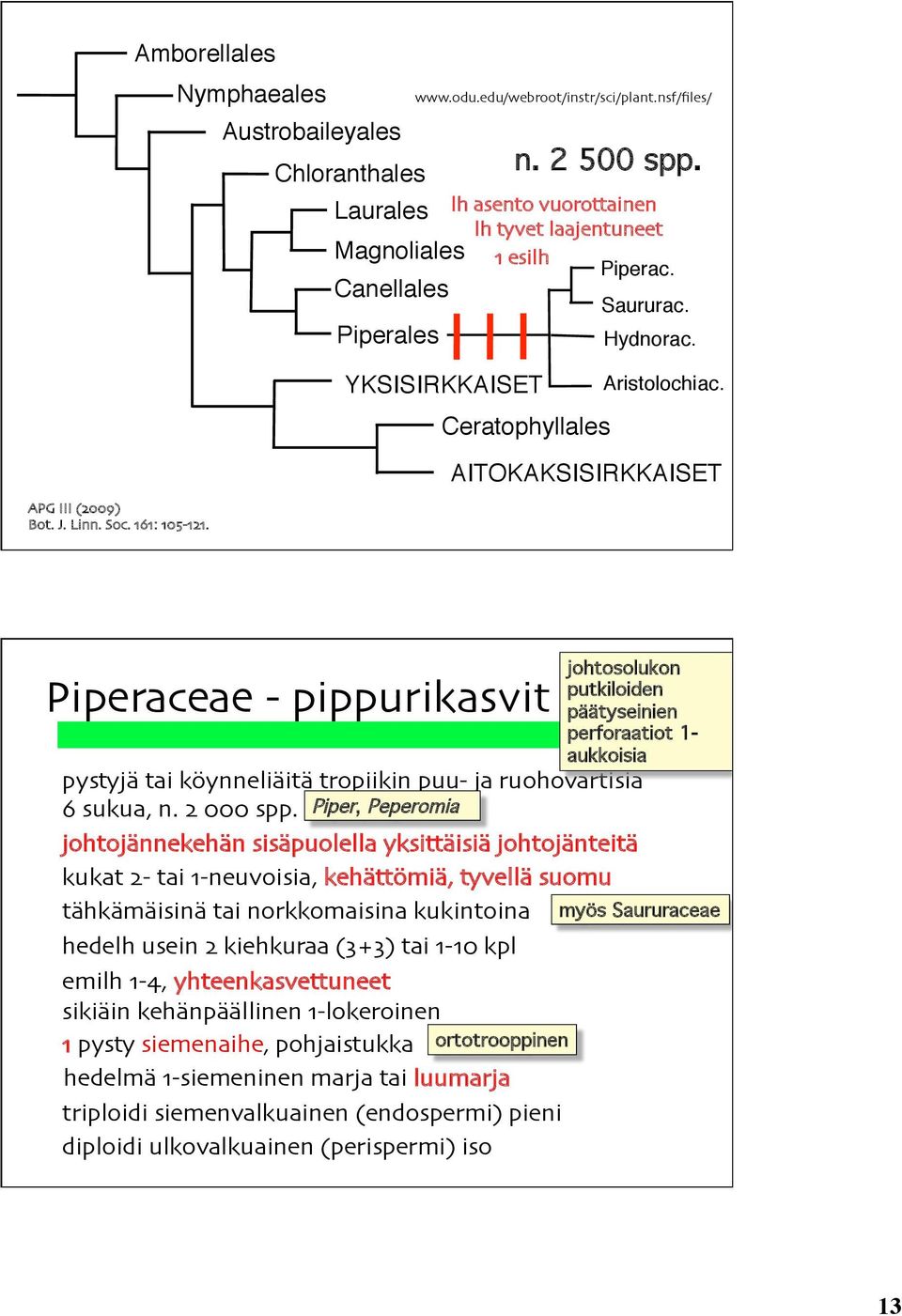 Piperaceae - pippurikasvit pystyjä tai köynneliäitä tropiikin puu- ja ruohovartisia 6 sukua, n. 2 000 spp. Piper, Peperomia!