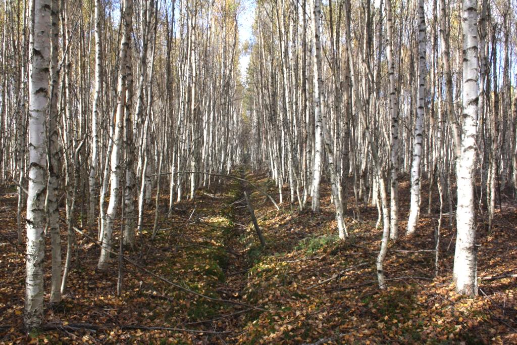 Suonpohjalle syntyneen lehtipuutiheikön uudistamisesta suvuttomasti vesottamalla ei ole juurikaan kokemuksia. Vesominen on perusta lyhyin kasvatuskierroin toistuvalle puubiomassan tuotannolle.