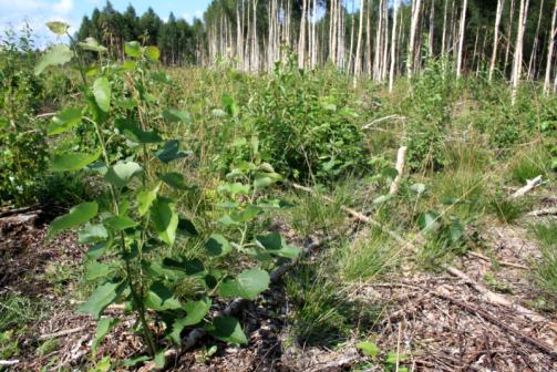 Nuorena nopeakasvuiset raita (vas.) ja haapa (oik.) täydentävät koivuvesakkoa ja lisännevät eri puulajien vesojen välistä kilpailua.