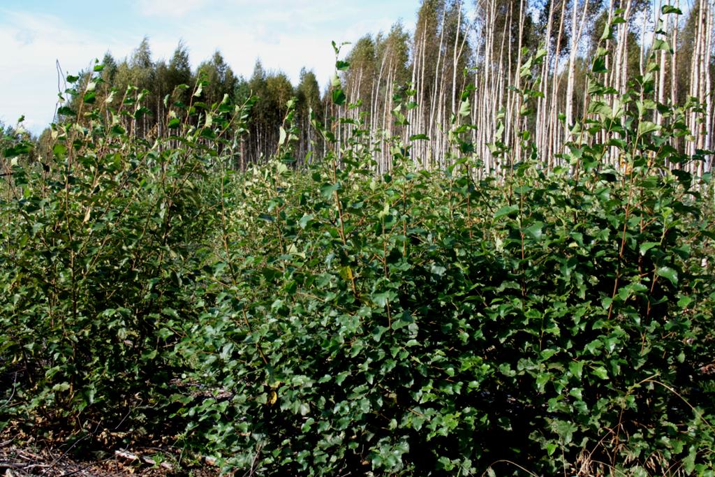 29.8.2011 Lehtipuiden vesominen suonpohjalla näyttää toimivan vähintään samaan tapaan, kuin ojitus- ja kangasmetsissä.