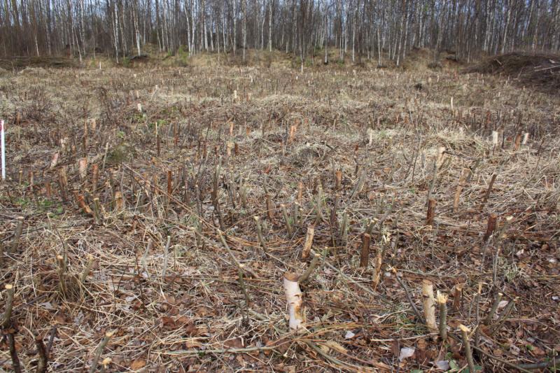 Vesametsäkasvatus alkaa puusadon korjuulla. Seuraava sato kasvaa vesoista. KORJUUN JÄLKEEN PARTUROITUNA ENSIMMÄISEN KESÄN VESOMISTULOS 9.5.