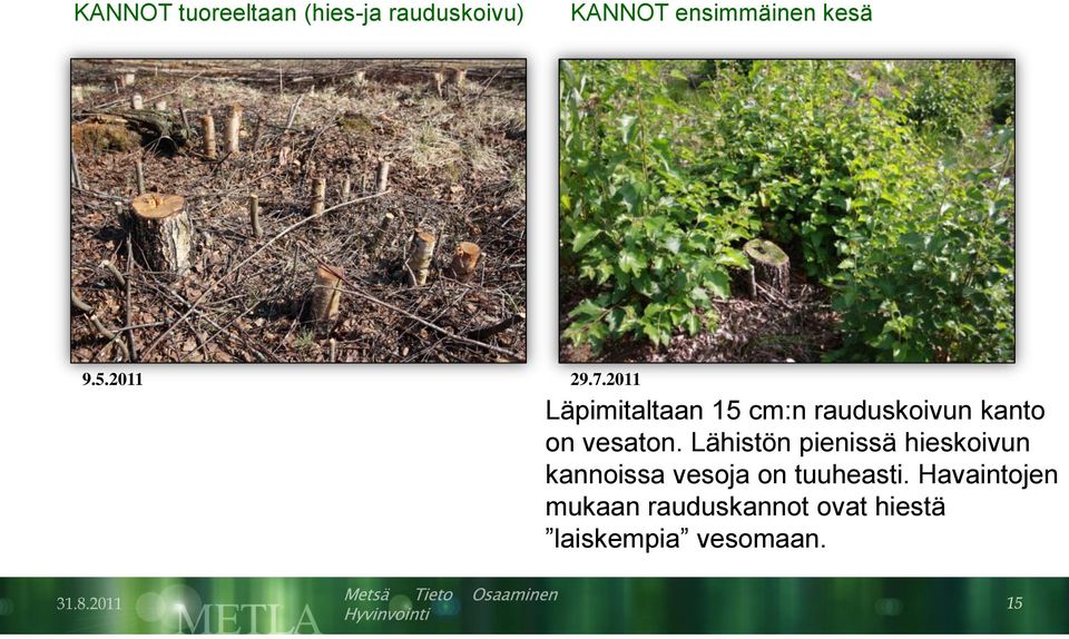 2011 Läpimitaltaan 15 cm:n rauduskoivun kanto on vesaton.