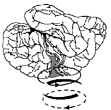 Luennon rakenne Transkraniaalinen magneettistimulaatio (TMS) BMEA001 tutkimusmenetelmien jatkokurssi Mitä TMS on Aivojen rakenne TMS:n kannalta Miten TMS toimii Miten TMS:a käytetään TMS:n