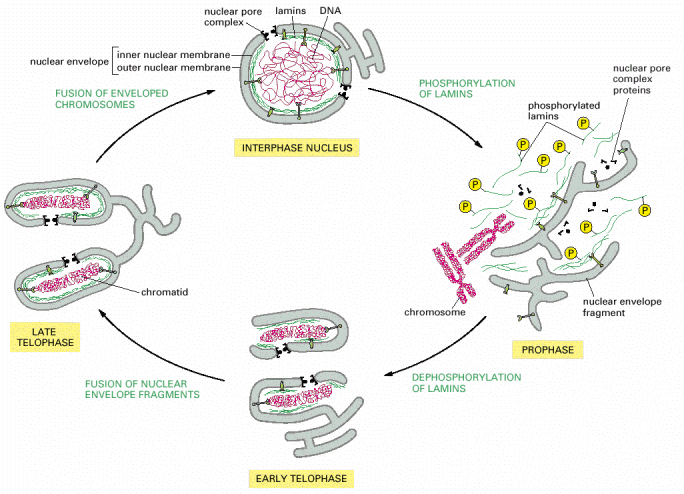 Soluorganellien fragmentoituminen mitoosin aikana Organellit, jotka eivät jakaudu (golgi, ER, tumakalvo), pirstoutuvat,