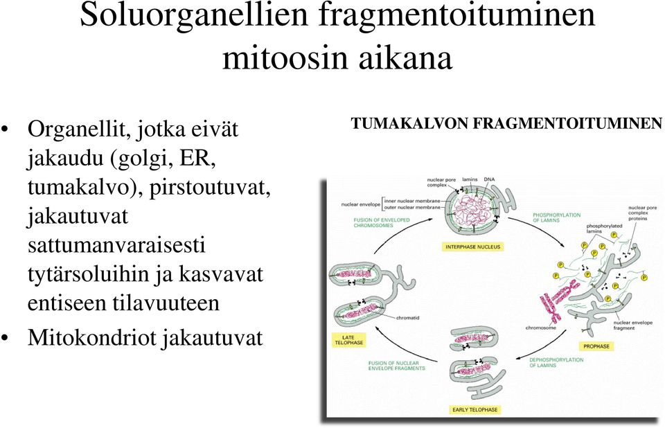 jakautuvat sattumanvaraisesti tytärsoluihin ja kasvavat