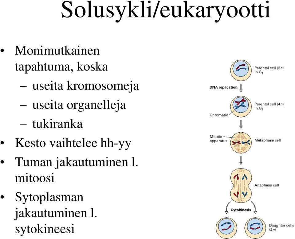 tukiranka Kesto vaihtelee hh-yy Tuman