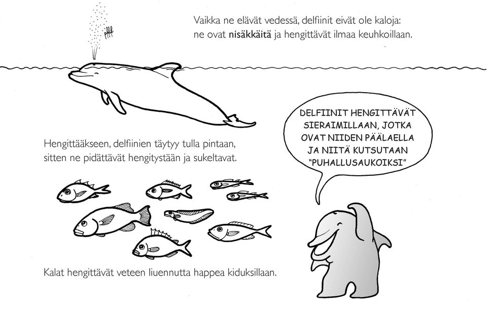 Hengittääkseen, delfiinien täytyy tulla pintaan, sitten ne pidättävät hengitystään ja