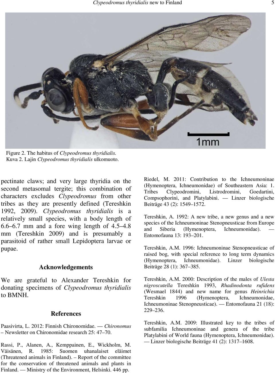 Clypeodromus thyridialis is a relatively small species, with a body length of 6.6 6.7 mm and a fore wing length of 4.5 4.