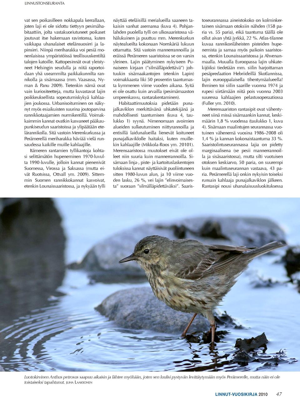 Kattopesinnät ovat yleistyneet Helsingin seudulla ja niitä raportoidaan yhä useammilta paikkakunnilta rannikolla ja sisämaassa (mm. Vaasassa, Nyman & Panu 2009).