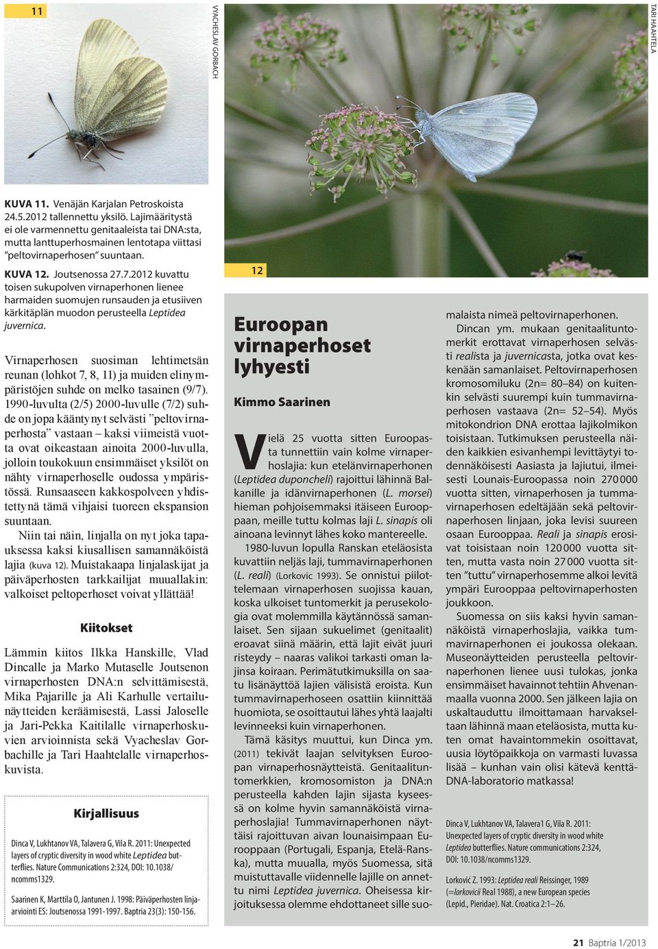 7.2012 kuvattu toisen sukupolven virnaperhonen lienee harmaiden suomujen runsauden ja etusiiven kärkitäplän muodon perusteella Leptidea juvernica.