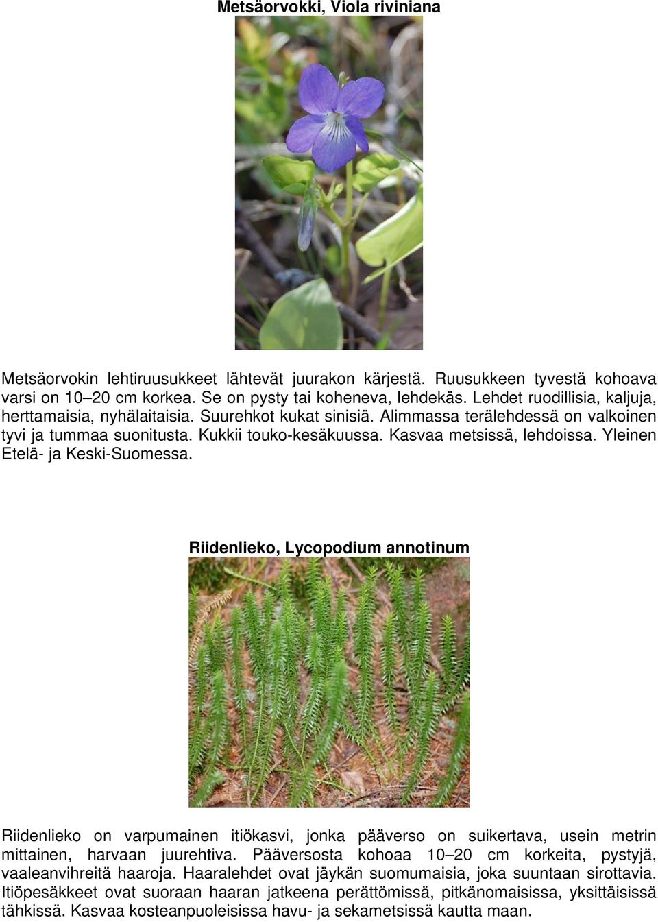 Yleinen Etelä- ja Keski-Suomessa. Riidenlieko, Lycopodium annotinum Riidenlieko on varpumainen itiökasvi, jonka pääverso on suikertava, usein metrin mittainen, harvaan juurehtiva.