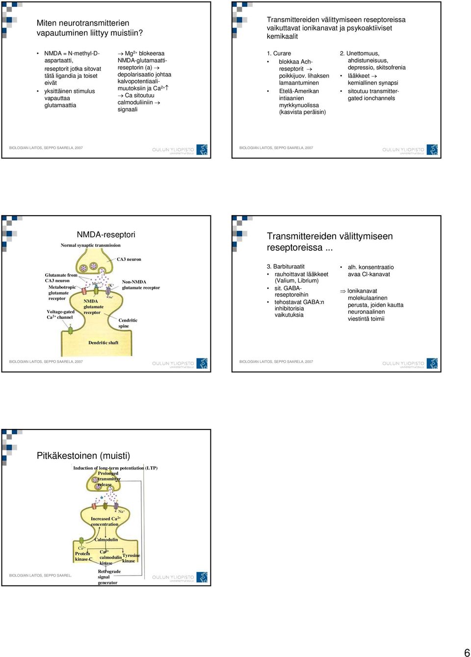 stimulus vapauttaa glutamaattia Mg 2+ blokeeraa NMDA-glutamaattireseptorin (a) depolarisaatio johtaa kalvopotentiaalimuutoksiin ja Ca sitoutuu calmoduliiniin signaali 1.