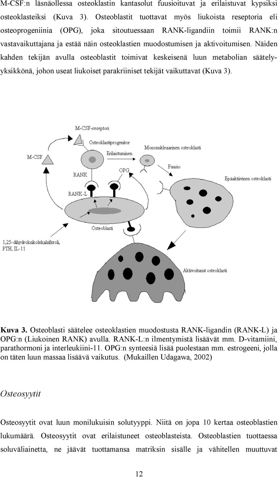 aktivoitumisen. Näiden kahden tekijän avulla osteoblastit toimivat keskeisenä luun metabolian säätelyyksikkönä, johon useat liukoiset parakriiniset tekijät vaikuttavat (Kuva 3). Kuva 3.