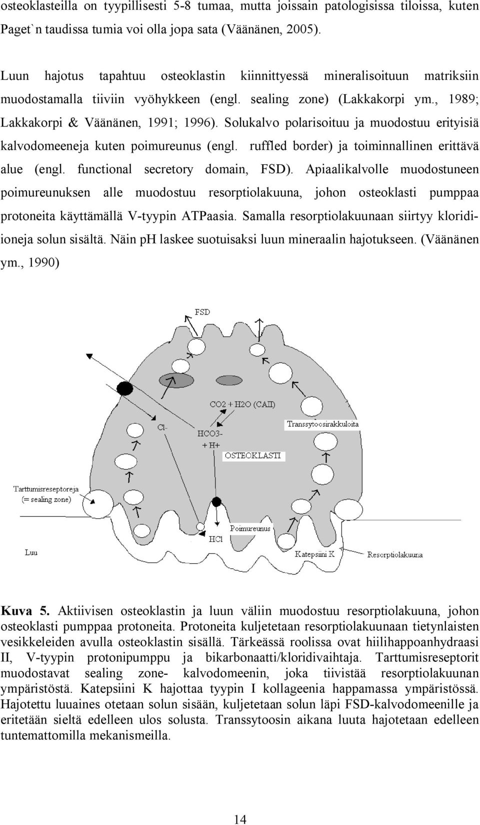 Solukalvo polarisoituu ja muodostuu erityisiä kalvodomeeneja kuten poimureunus (engl. ruffled border) ja toiminnallinen erittävä alue (engl. functional secretory domain, FSD).