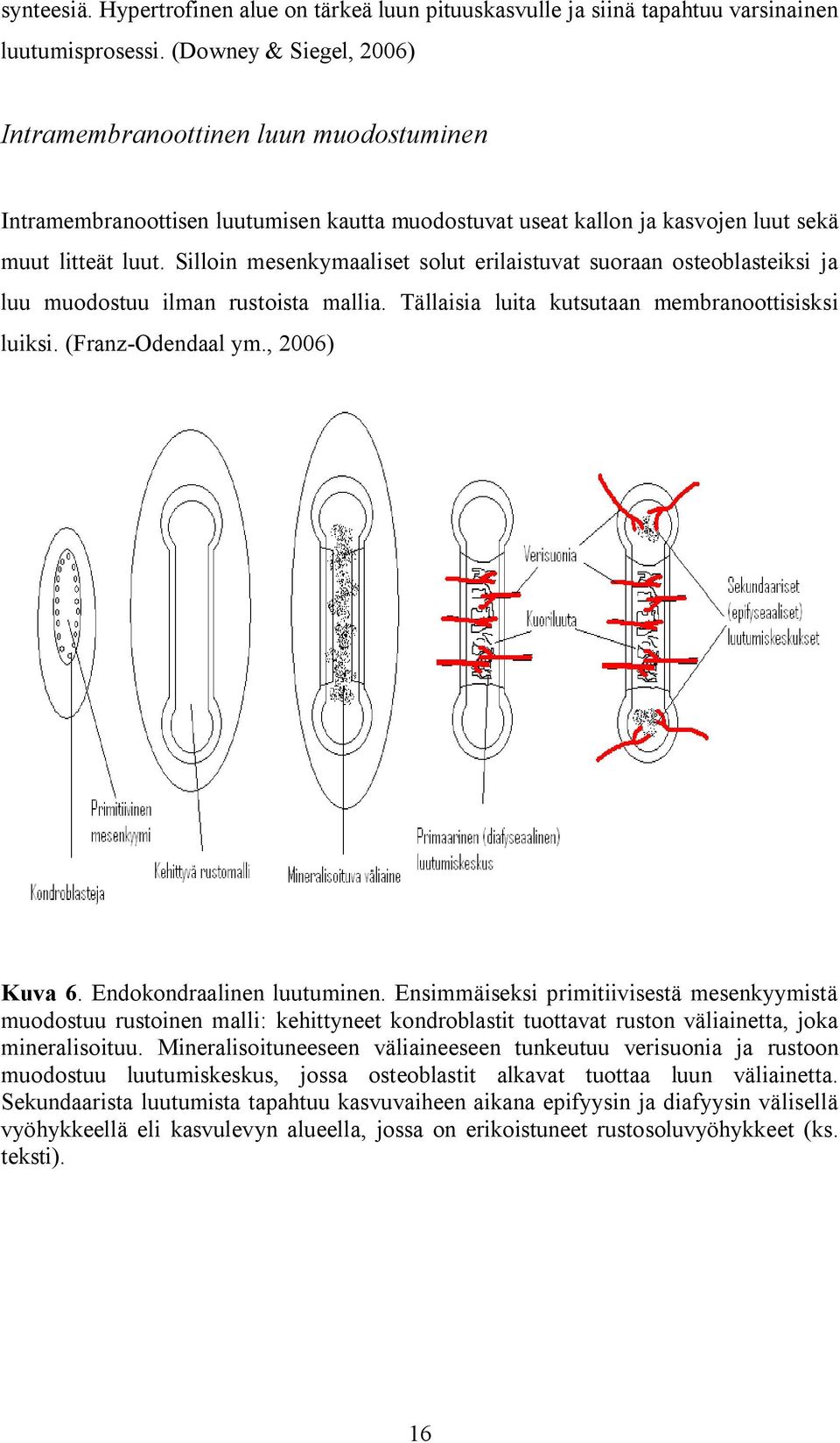 Silloin mesenkymaaliset solut erilaistuvat suoraan osteoblasteiksi ja luu muodostuu ilman rustoista mallia. Tällaisia luita kutsutaan membranoottisisksi luiksi. (Franz-Odendaal ym., 2006) Kuva 6.