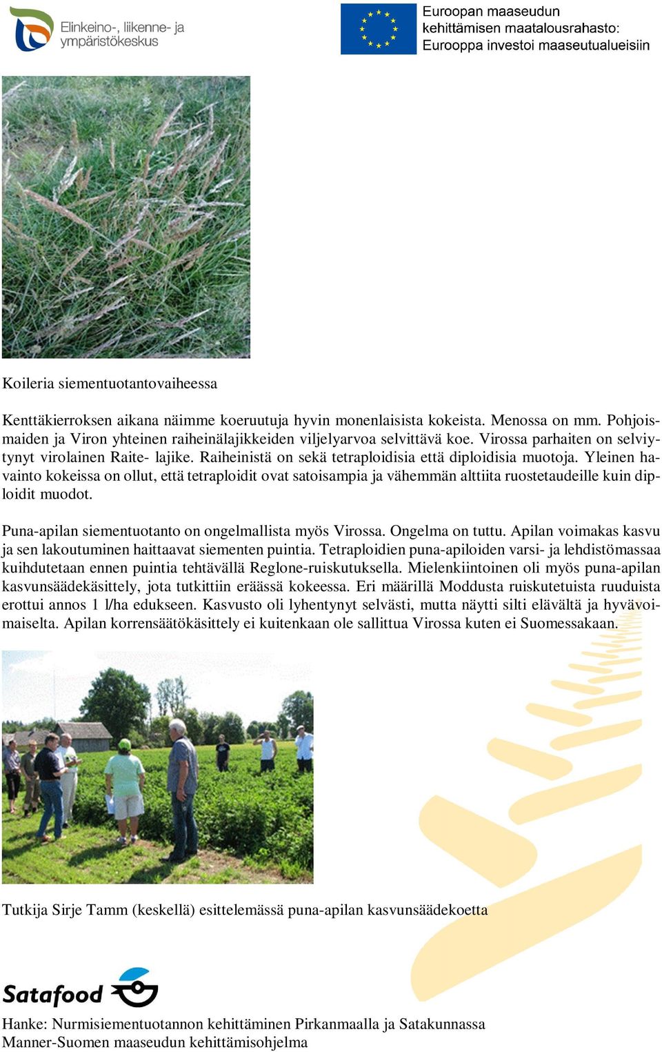 Yleinen havainto kokeissa on ollut, että tetraploidit ovat satoisampia ja vähemmän alttiita ruostetaudeille kuin diploidit muodot. Puna-apilan siementuotanto on ongelmallista myös Virossa.