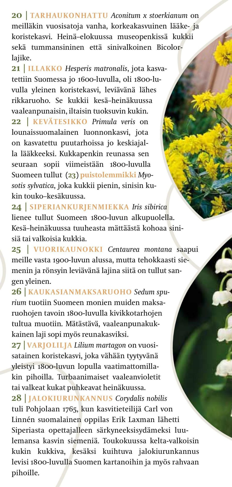 21 i llakko Hesperis matronalis, jota kasvatettiin Suomessa jo 1600 luvulla, oli 1800 luvulla yleinen koristekasvi, leviävänä lähes rikkaruoho.