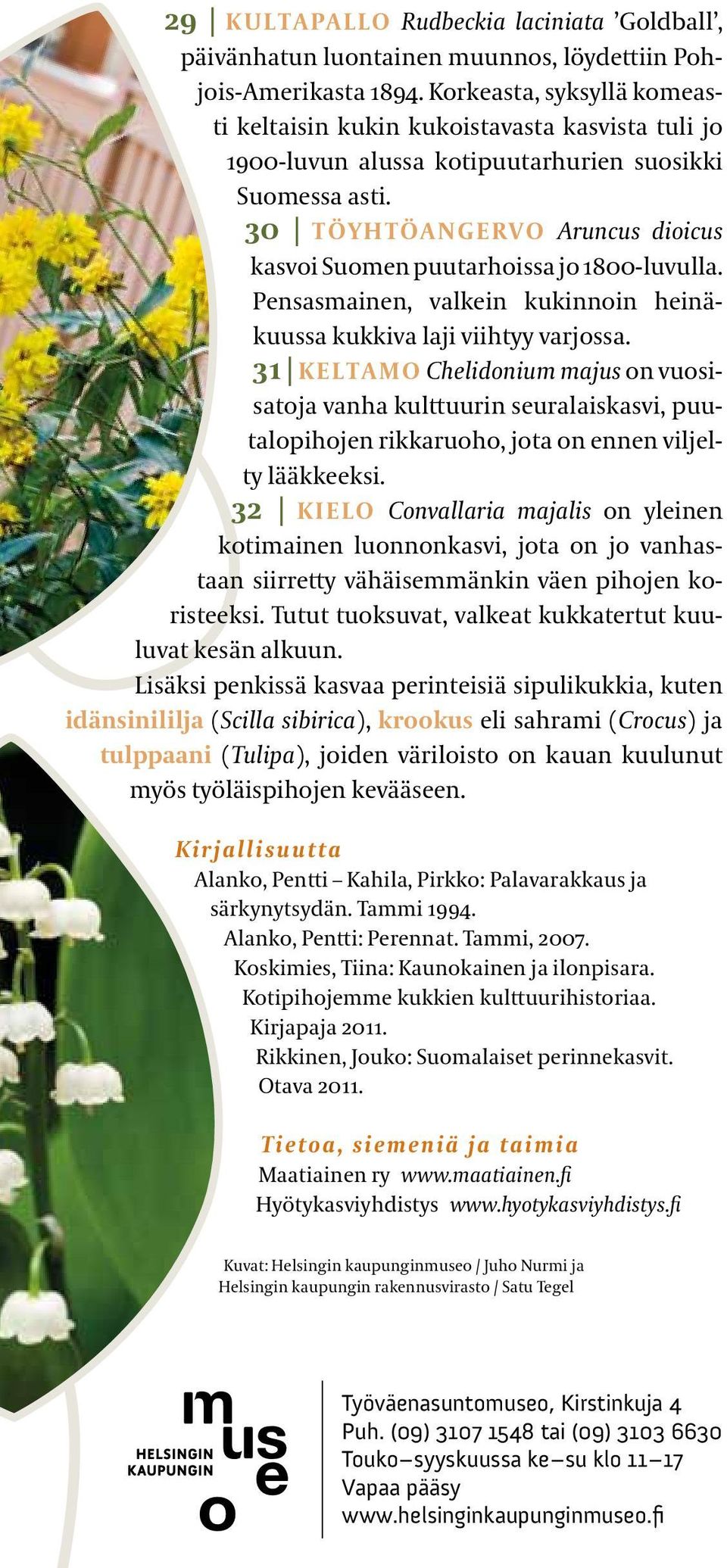 30 TöyhTöangeRvo Aruncus dioicus kasvoi Suomen puutarhoissa jo 1800 luvulla. Pensasmainen, valkein kukinnoin heinäkuussa kukkiva laji viihtyy varjossa.