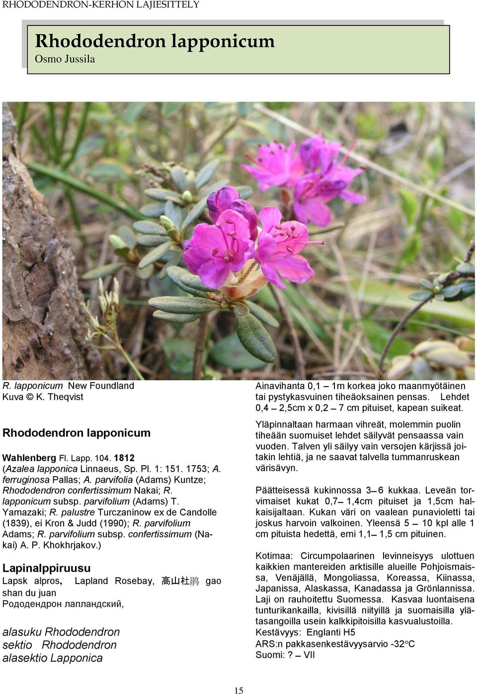 palustre Turczaninow ex de Candolle (1839), ei Kron & Judd (1990); R. parvifolium Adams; R. parvifolium subsp. confertissimum (Nakai) A. P. Khokhrjakov.