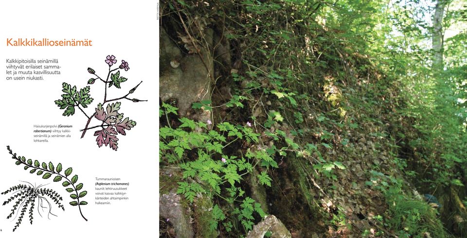 Haisukurjenpolvi (Geranium robertianum) viihtyy kalkkiseinämillä ja seinämien alla