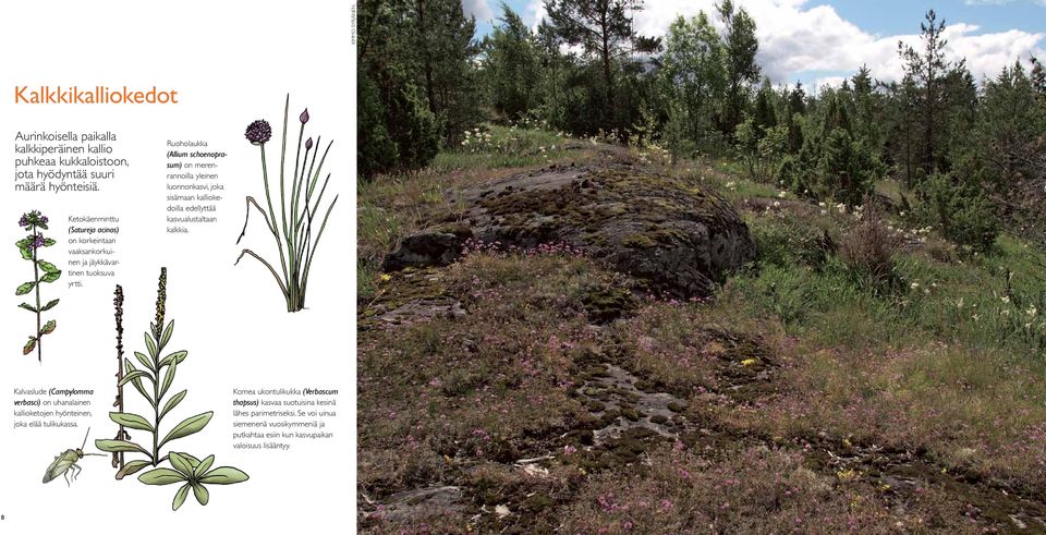 Ruoholaukka (Allium schoenoprasum) on merenrannoilla yleinen luonnonkasvi, joka sisämaan kalliokedoilla edellyttää kasvualustaltaan kalkkia.