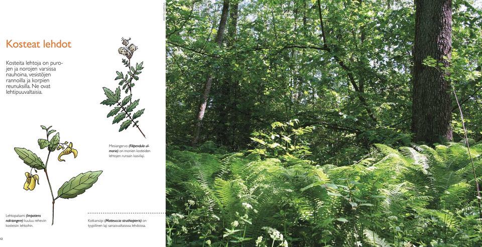 Mesiangervo (Filipendula ulmaria) on monien kosteiden lehtojen runsain kasvilaji.