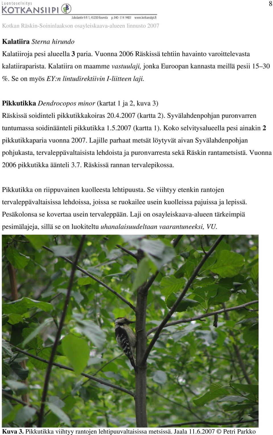 Pikkutikka Dendrocopos minor (kartat 1 ja 2, kuva 3) Räskissä soidinteli pikkutikkakoiras 20.4.2007 (kartta 2). Syvälahdenpohjan puronvarren tuntumassa soidinäänteli pikkutikka 1.5.2007 (kartta 1).