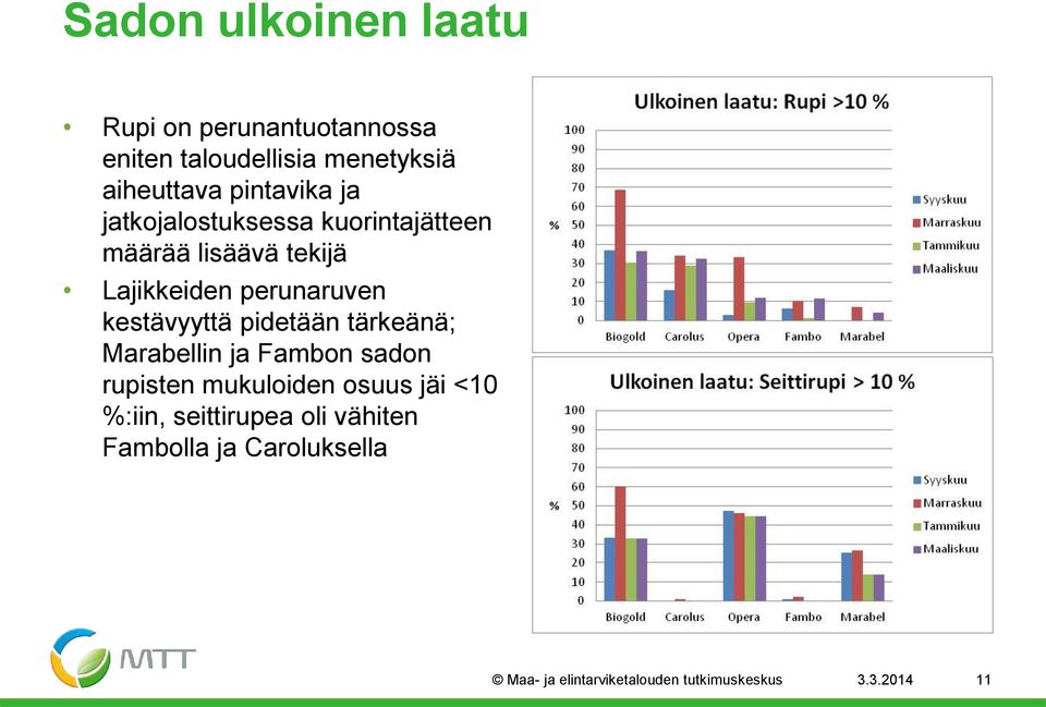 kestävyyttä pidetään tärkeänä; Marabellin ja Fambon sadon rupisten mukuloiden osuus jäi <10