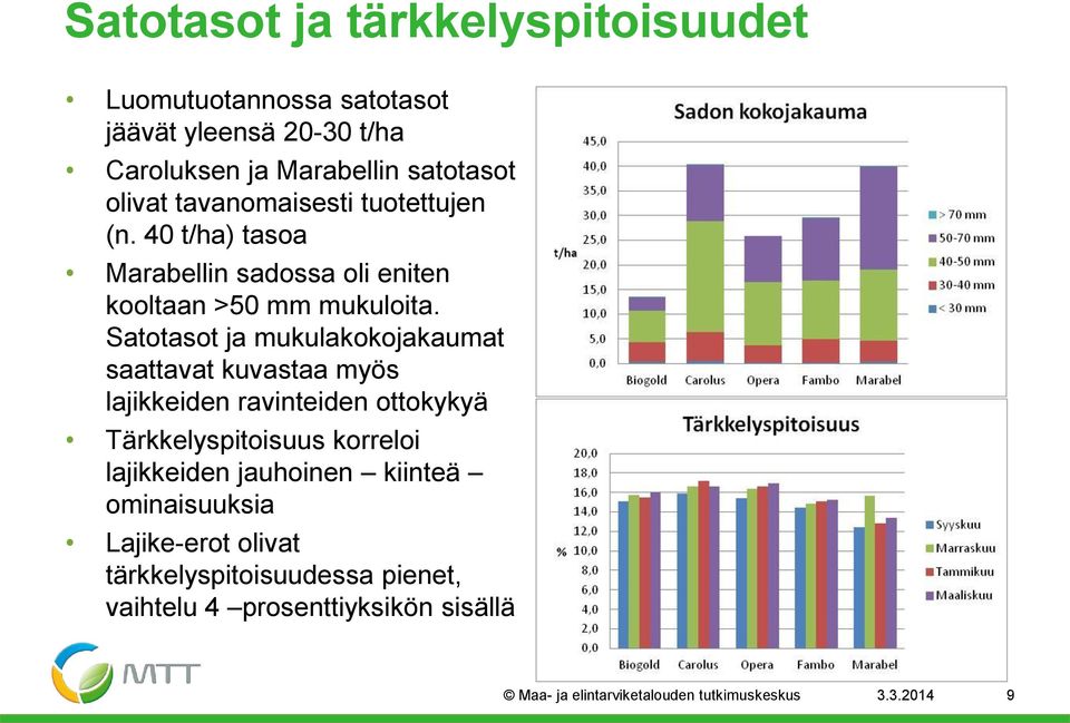 Satotasot ja mukulakokojakaumat saattavat kuvastaa myös lajikkeiden ravinteiden ottokykyä Tärkkelyspitoisuus korreloi lajikkeiden