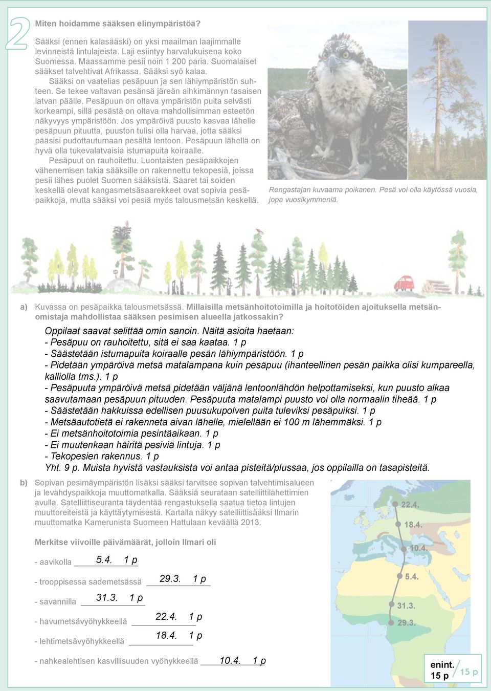 Pesäpuun on oltava ympäristön puita selvästi korkeampi, sillä pesästä on oltava mahdollisimman esteetön näkyvyys ympäristöön.