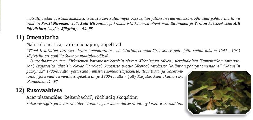 AS, PS 11) Omenatarha Malus domestica, tarhaomenapuu, äppelträd Tämä Iivarintien varressa olevan omenatarhan ovat istuttaneet venäläiset sotavangit, joita sodan aikana 1942-1943 käytettiin eri