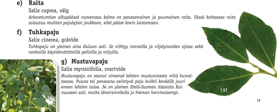 Se viihtyy rannoilla ja viljelymaiden ojissa sekä vanhoilla käyttämättömillä pelloilla ja niityilla.