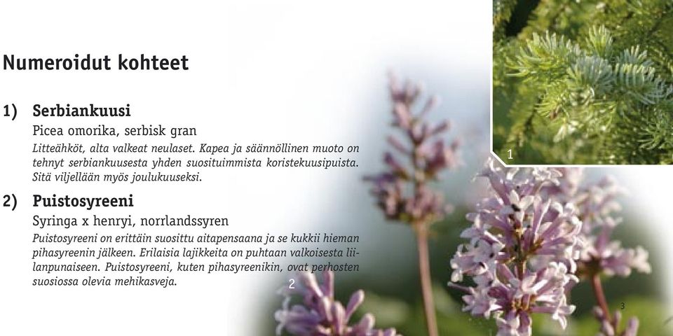 2) Puistosyreeni Syringa x henryi, norrlandssyren Puistosyreeni on erittäin suosittu aitapensaana ja se kukkii hieman